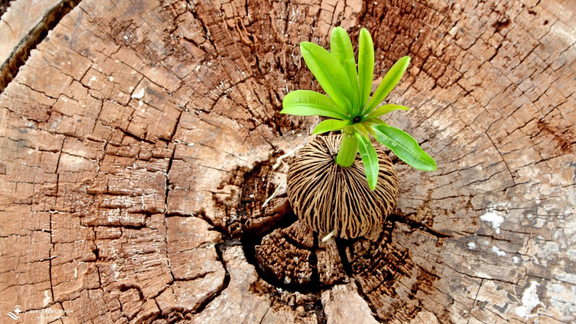 wachsender Baum als Zeichen der Hoffnung